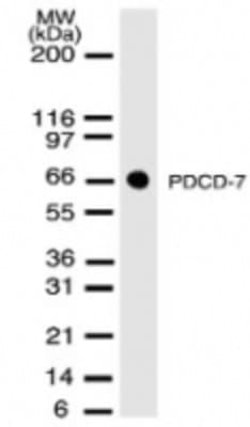 PDCD7 Antibody (46C713.2.1) - Azide and BSA Free, Novus Biologicals 0.1